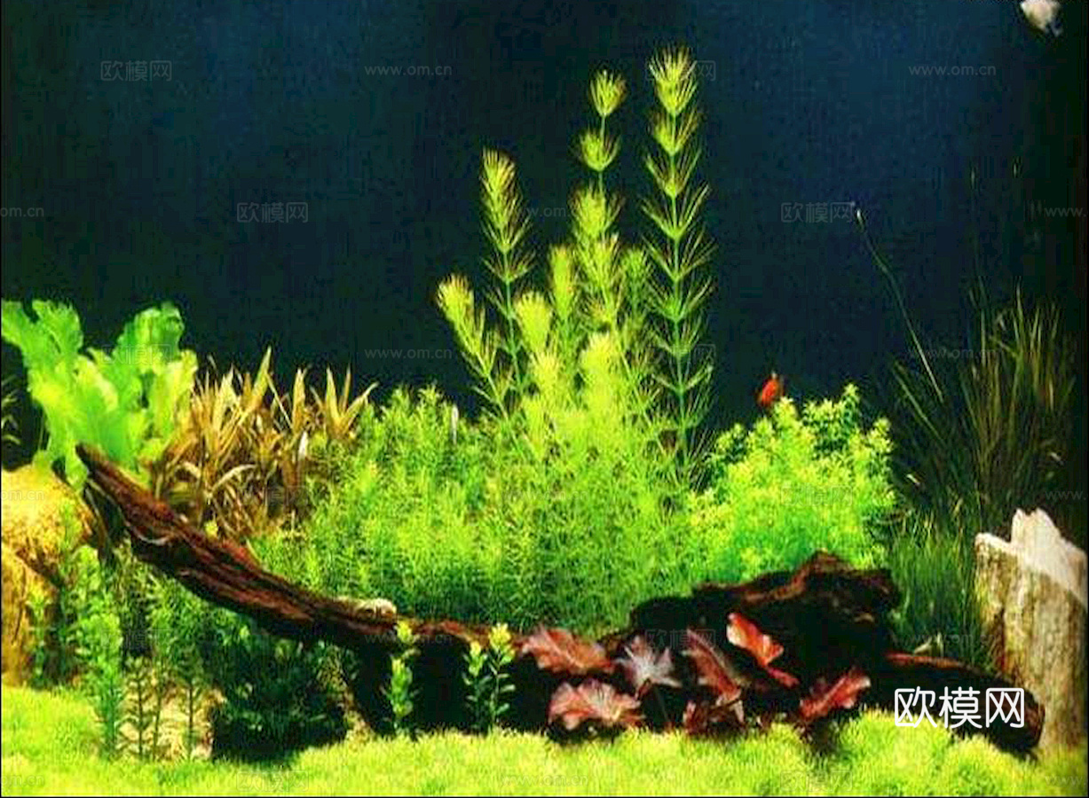 玻璃鱼缸 水族鱼缸水草 养鱼缸下载