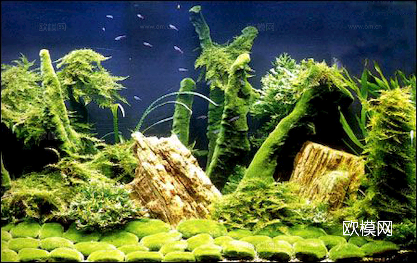 玻璃鱼缸 水族鱼缸水草 养鱼缸