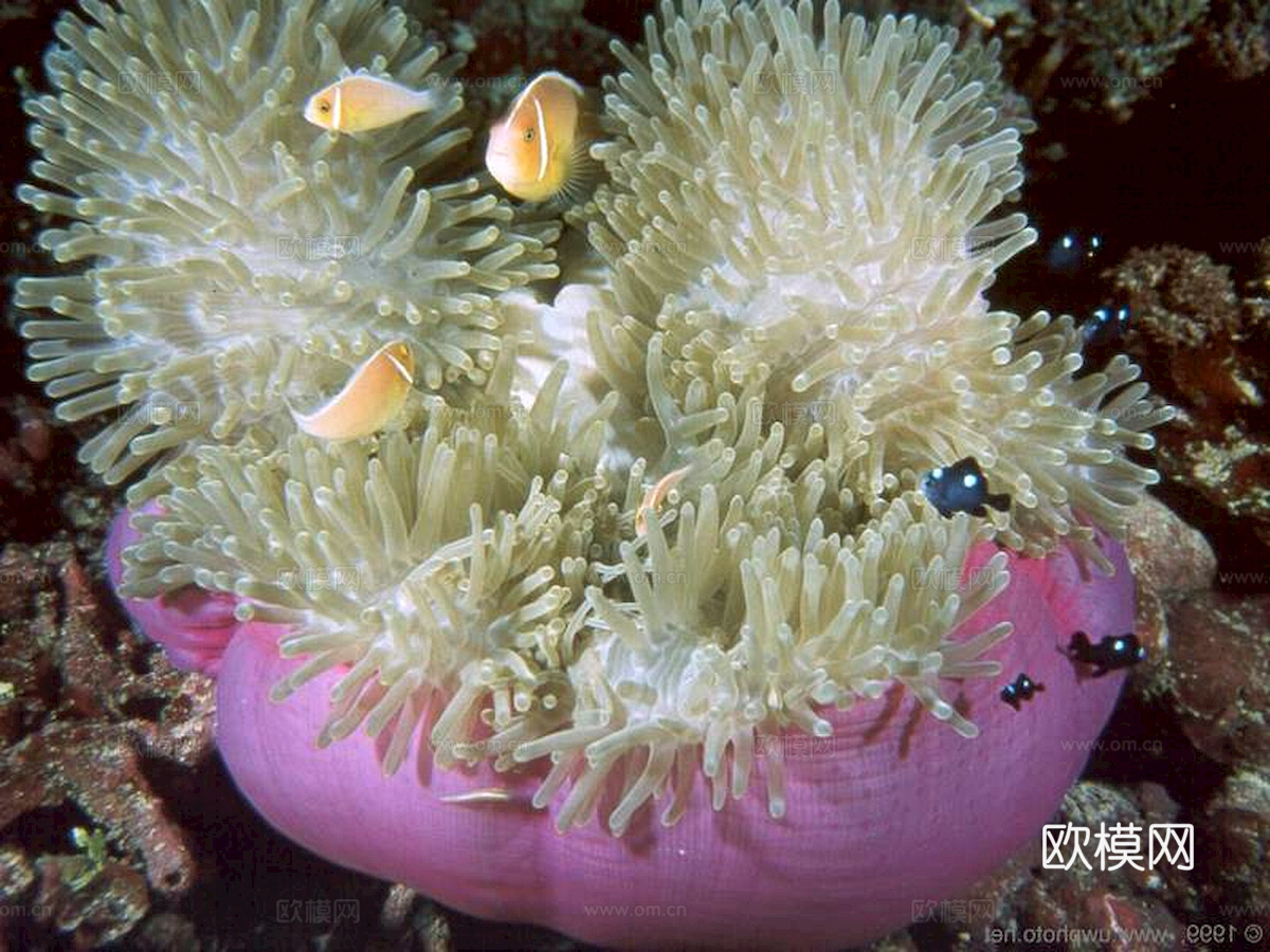 玻璃鱼缸 水族鱼缸水草 养鱼缸下载