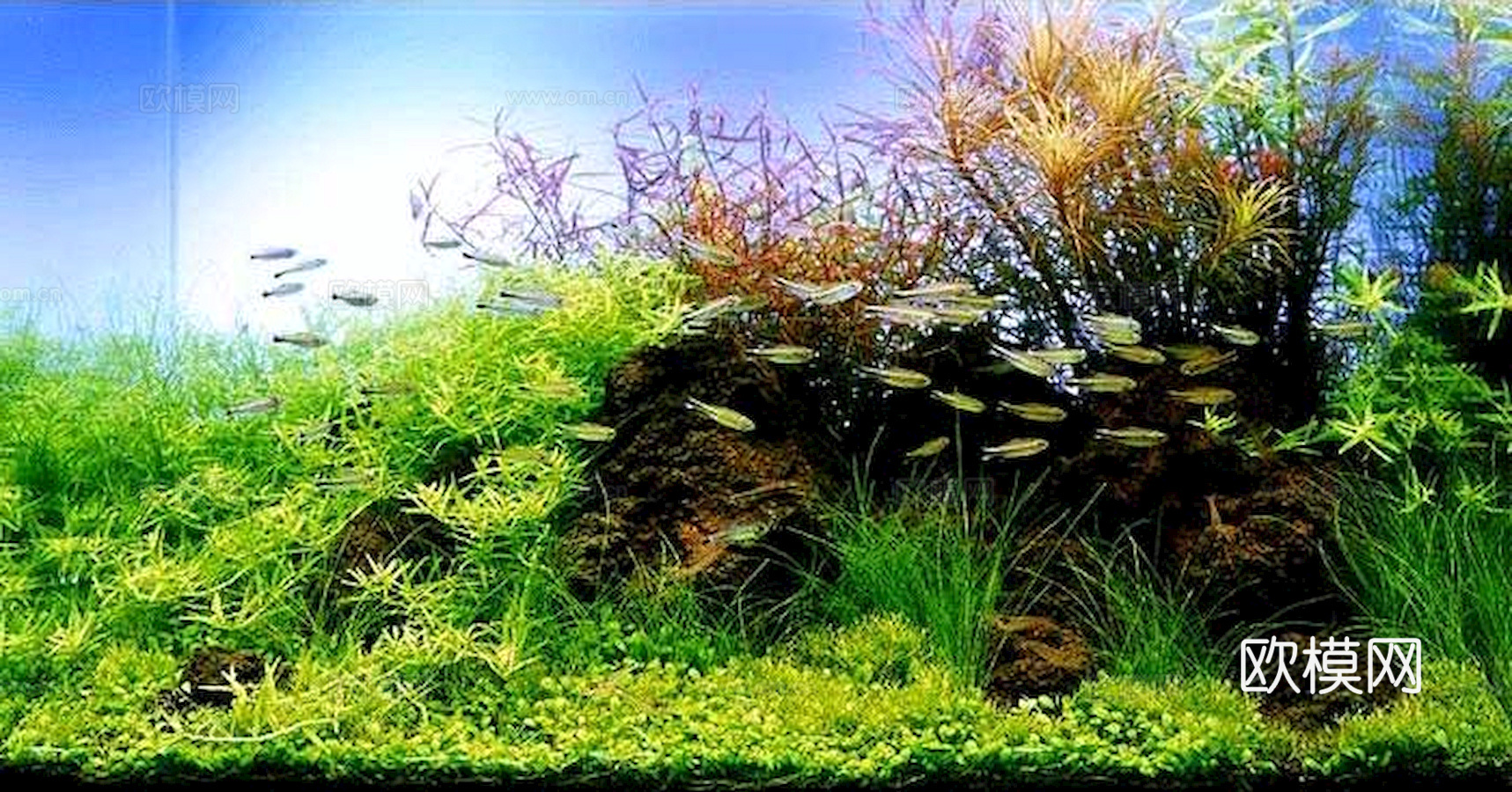 玻璃鱼缸 水族鱼缸水草 养鱼缸下载