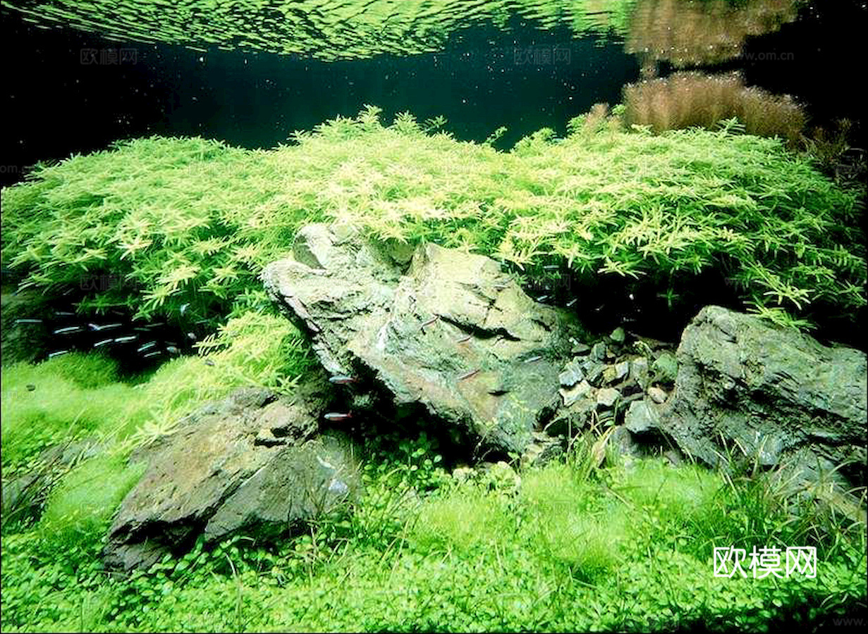 玻璃鱼缸 水族鱼缸水草 养鱼缸下载