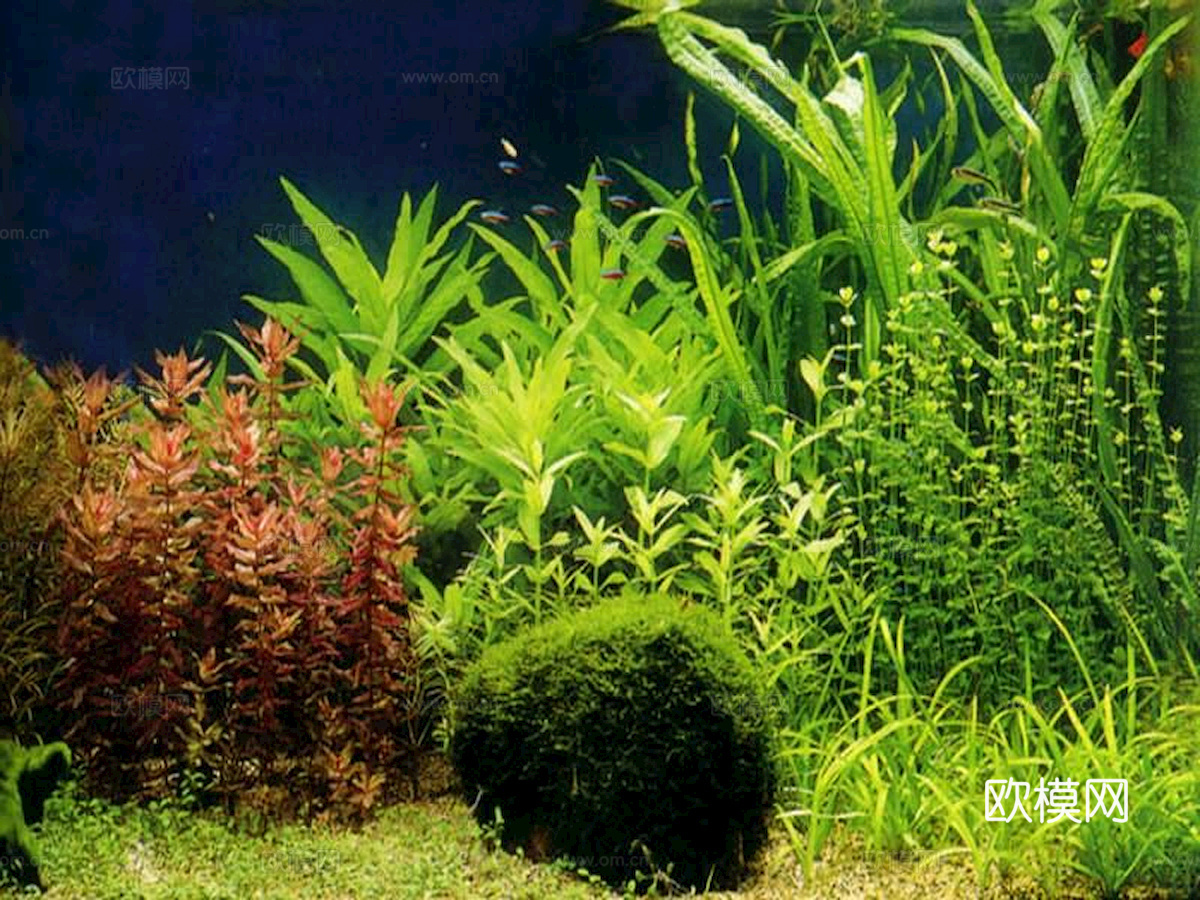 玻璃鱼缸 水族鱼缸水草 养鱼缸