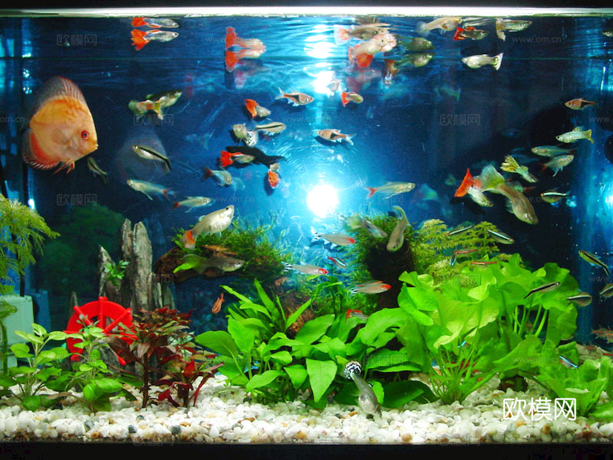 玻璃鱼缸 水族鱼缸水草 养鱼缸下载