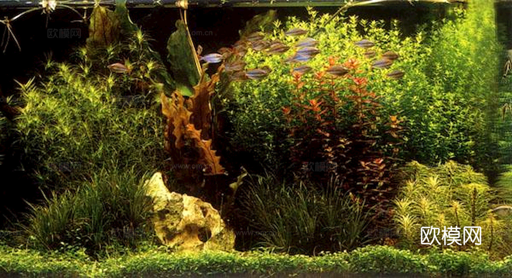 玻璃鱼缸 水族鱼缸水草下载