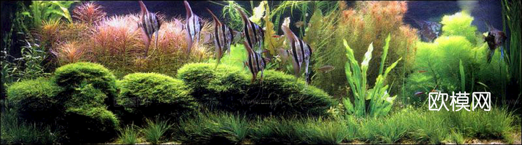 玻璃鱼缸 水族鱼缸水草 养鱼缸下载