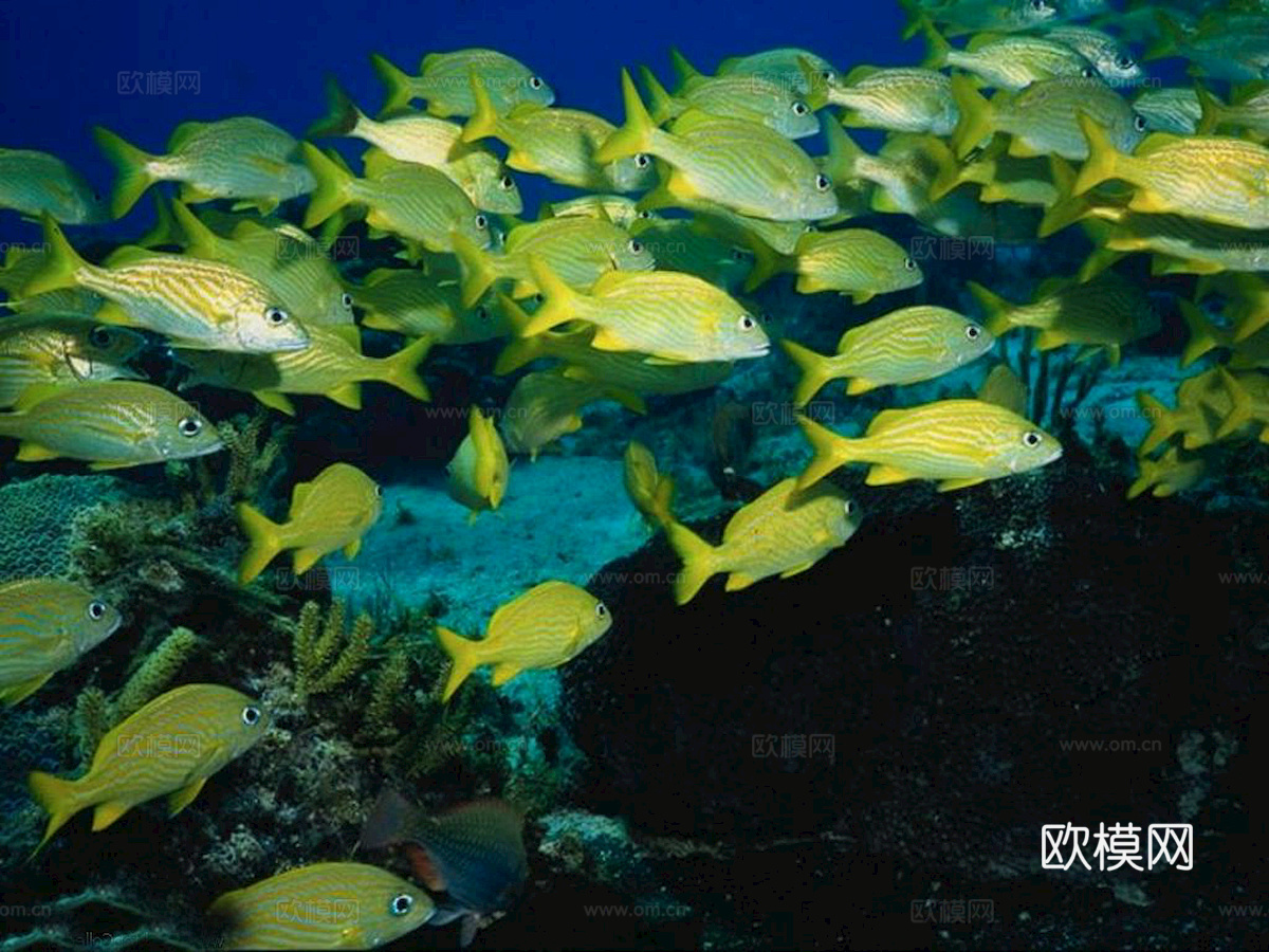 玻璃鱼缸 水族鱼缸水草 养鱼缸