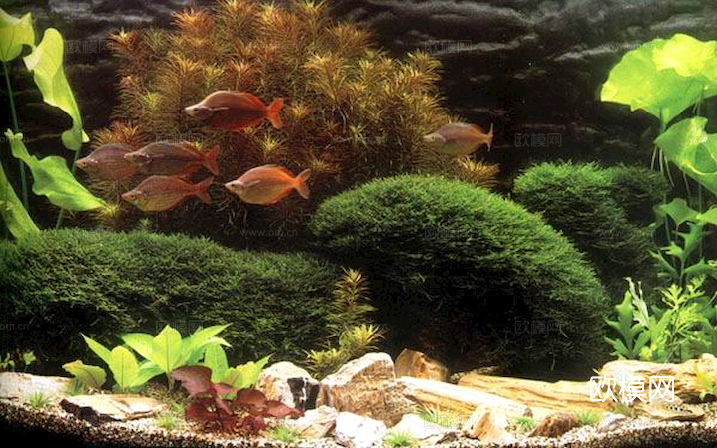 玻璃鱼缸 水族鱼缸水草 养鱼缸