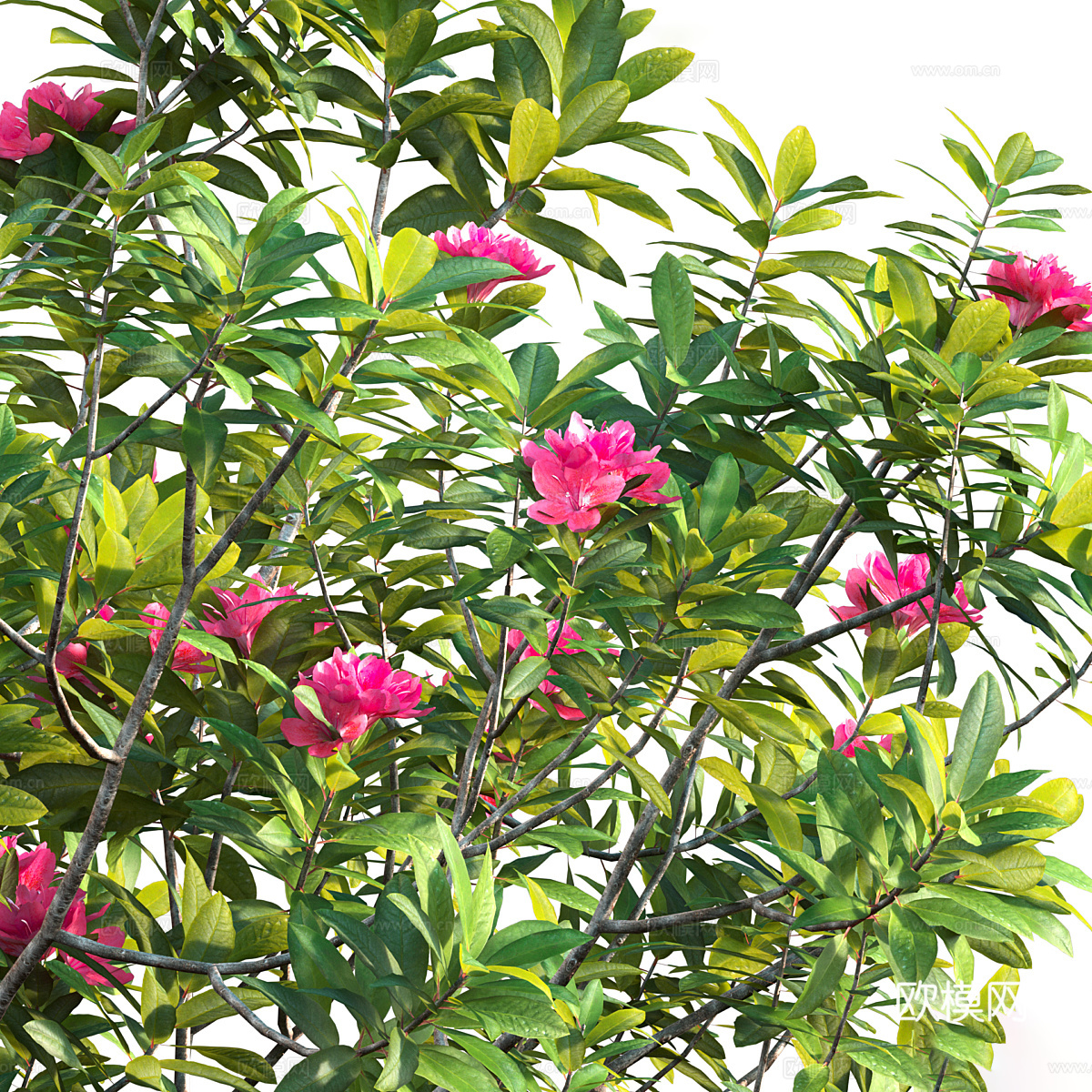 杜鹃花 凤仙花3d模型