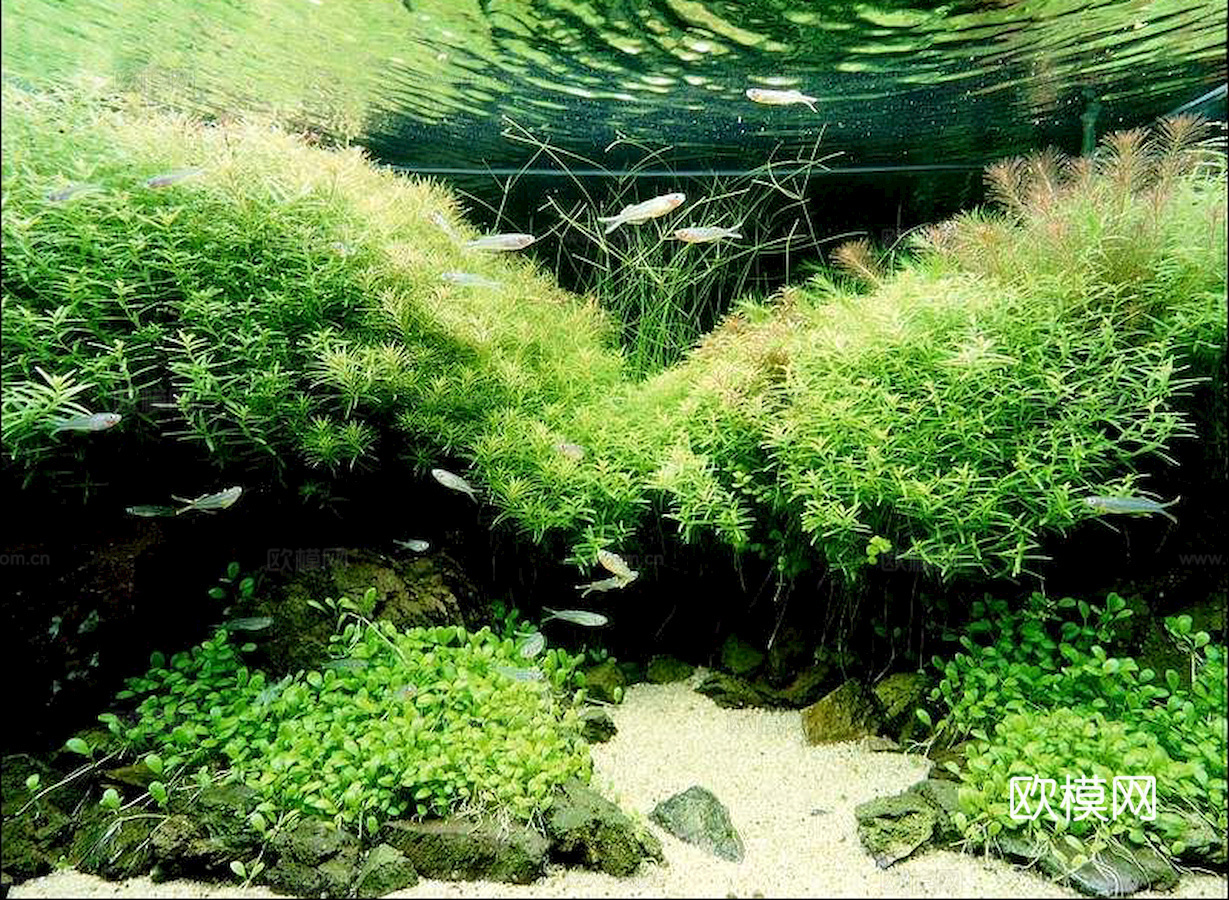 玻璃鱼缸 水族鱼缸水草 养鱼缸下载