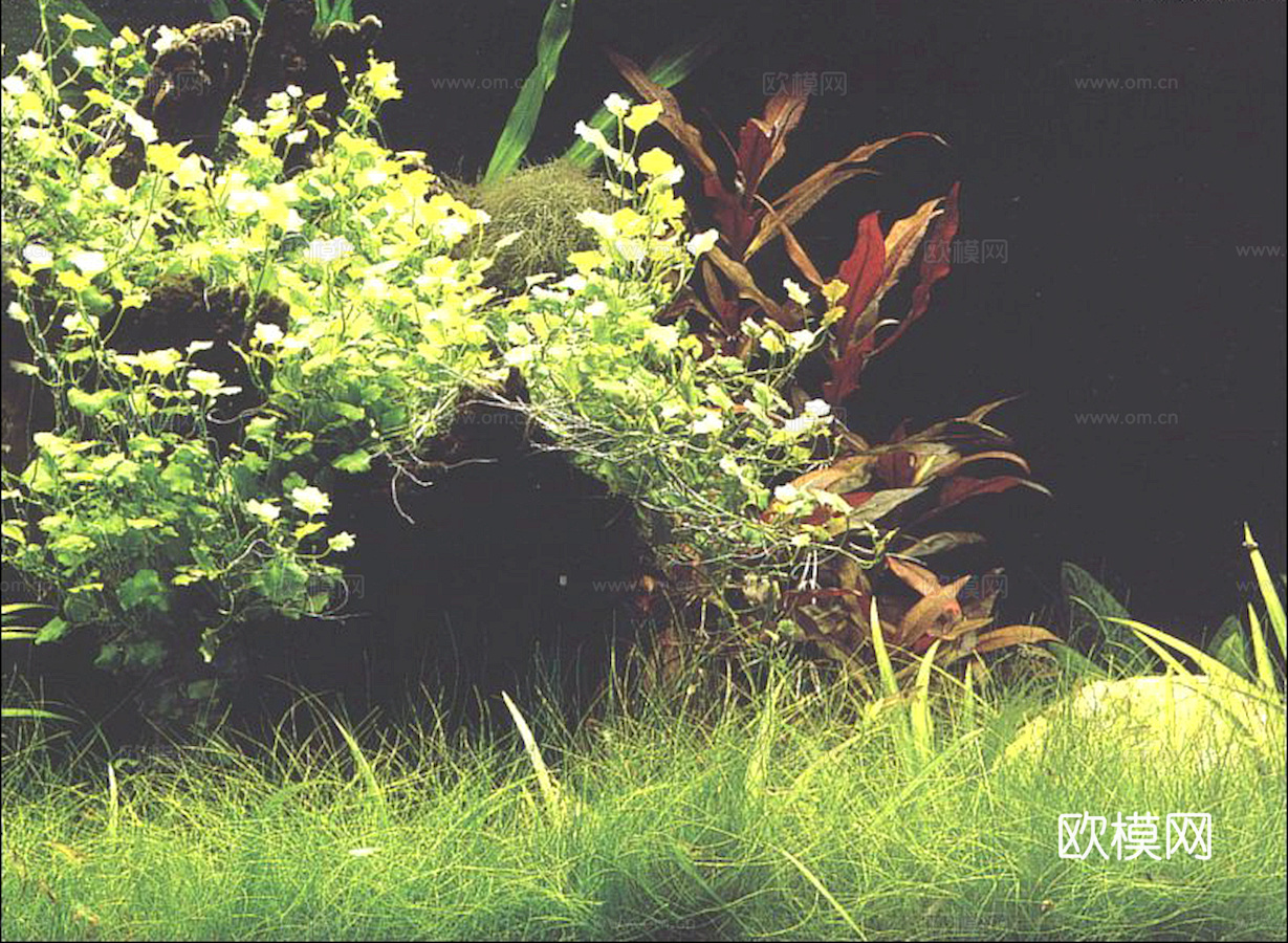 玻璃鱼缸 水族鱼缸水草 养鱼缸