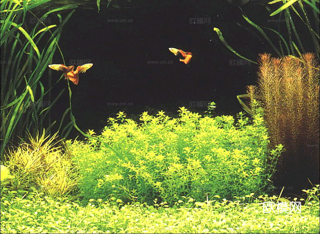 玻璃鱼缸 水族鱼缸水草 养鱼缸