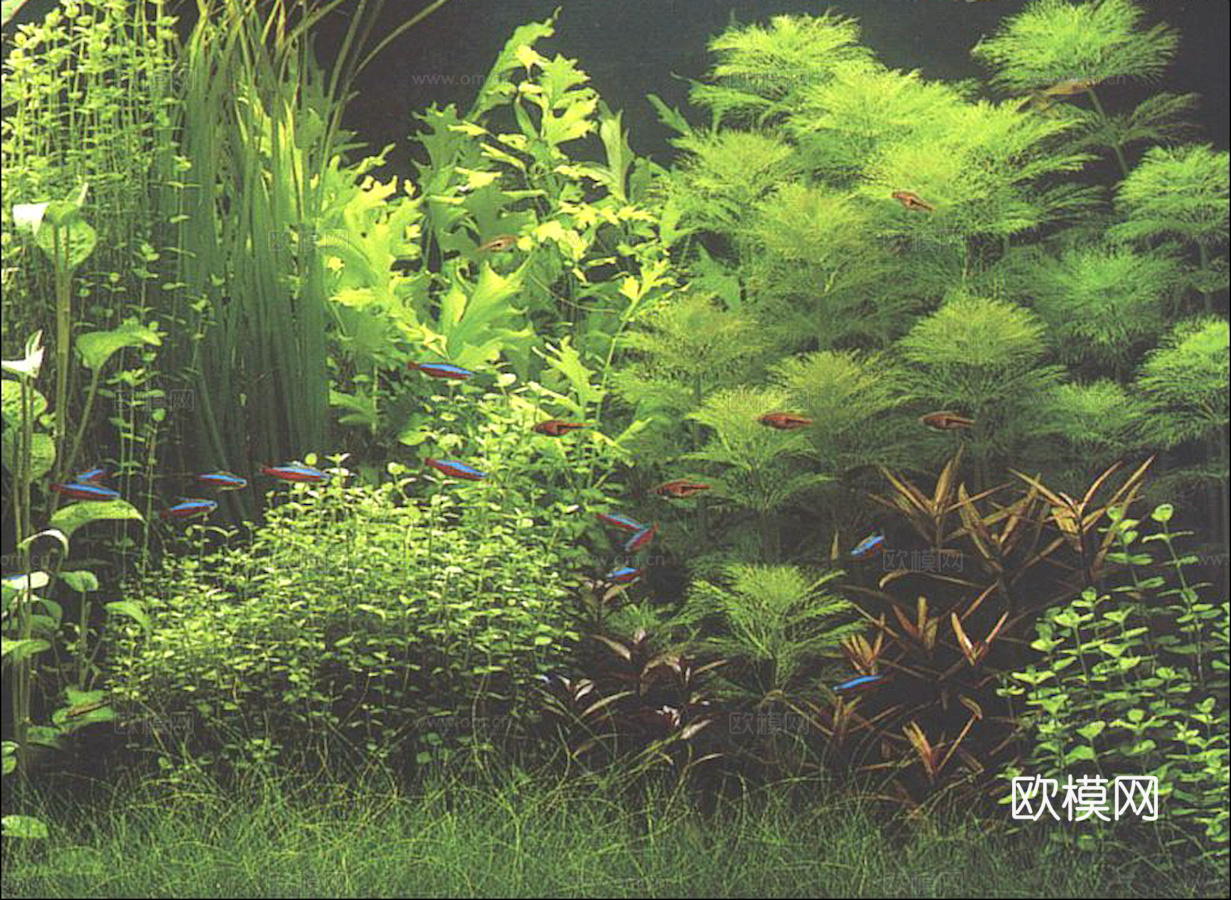 玻璃鱼缸 水族鱼缸水草 养鱼缸下载