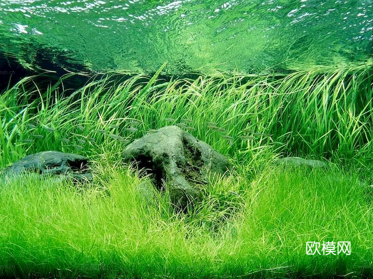 玻璃鱼缸 水族鱼缸水草 养鱼缸