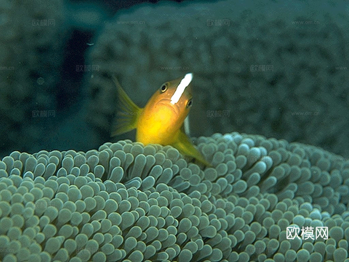 玻璃鱼缸 水族鱼缸水草 养鱼缸