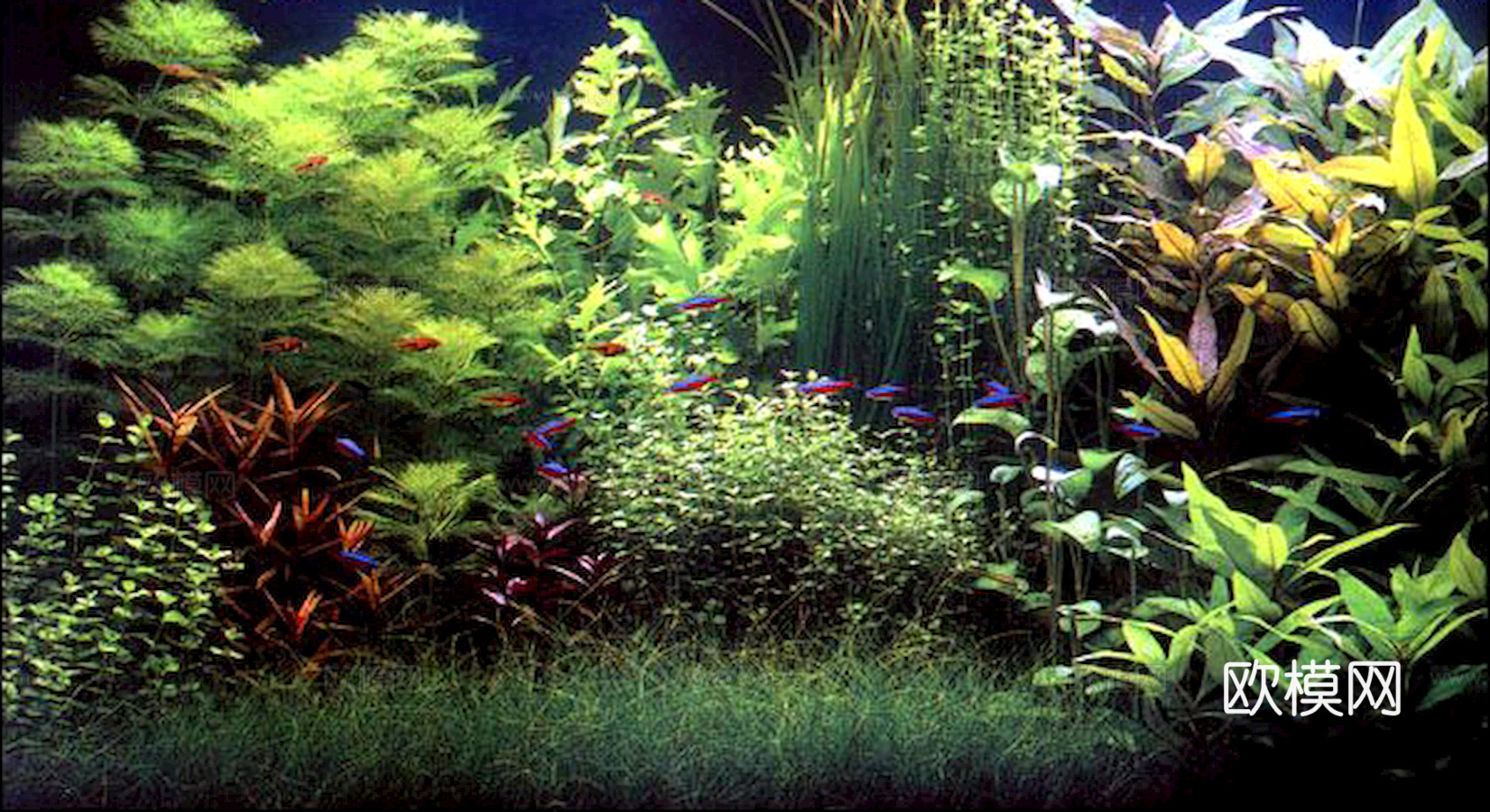 玻璃鱼缸 水族鱼缸水草 养鱼缸下载