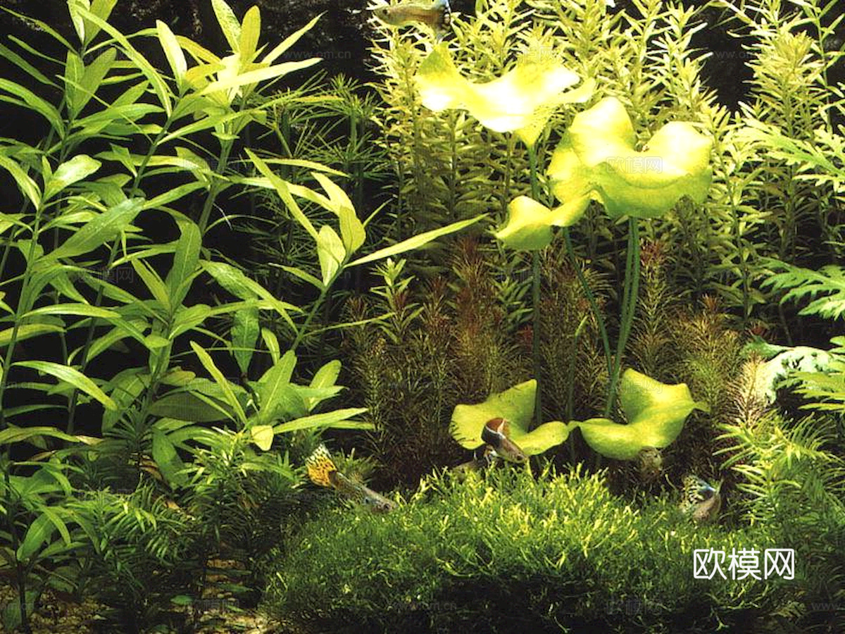 玻璃鱼缸 水族鱼缸水草 养鱼缸下载