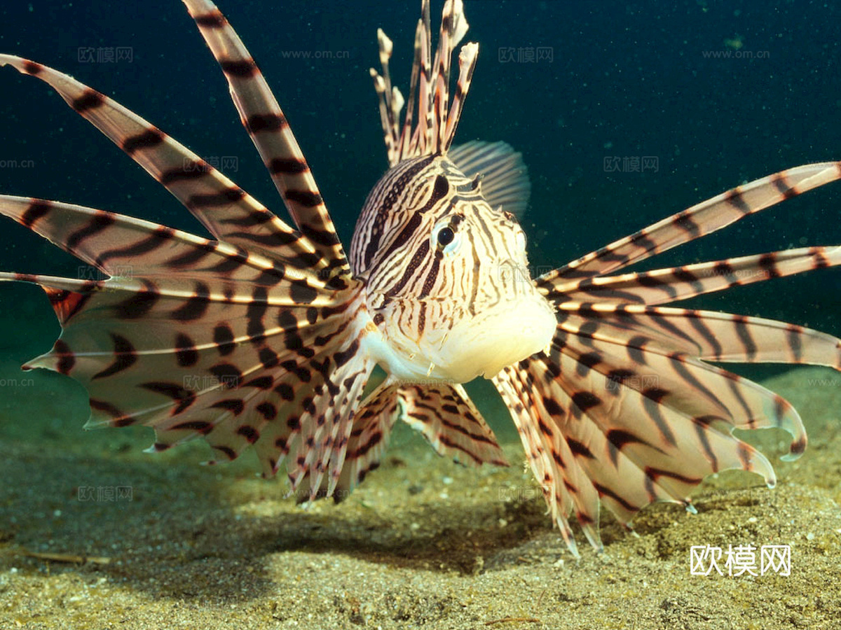 玻璃鱼缸 水族鱼缸水草 养鱼缸