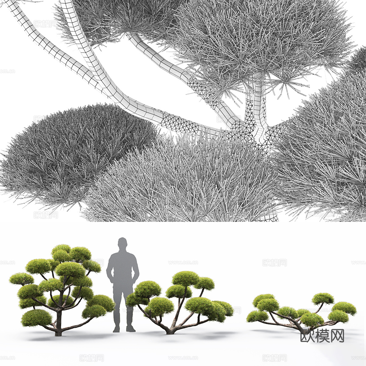 Pinus Nivaki 松树 盆景3d模型下载（渲染图4）