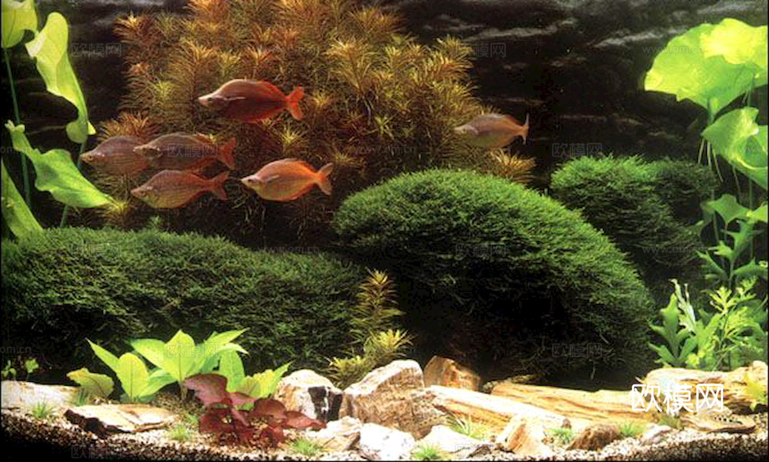 玻璃鱼缸 水族鱼缸水草 养鱼缸