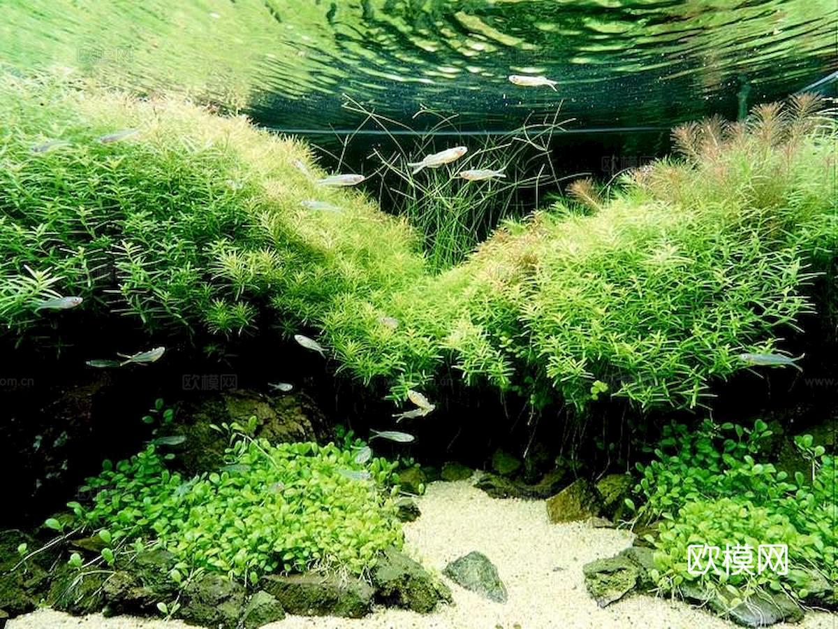 玻璃鱼缸 水族鱼缸水草 养鱼缸下载