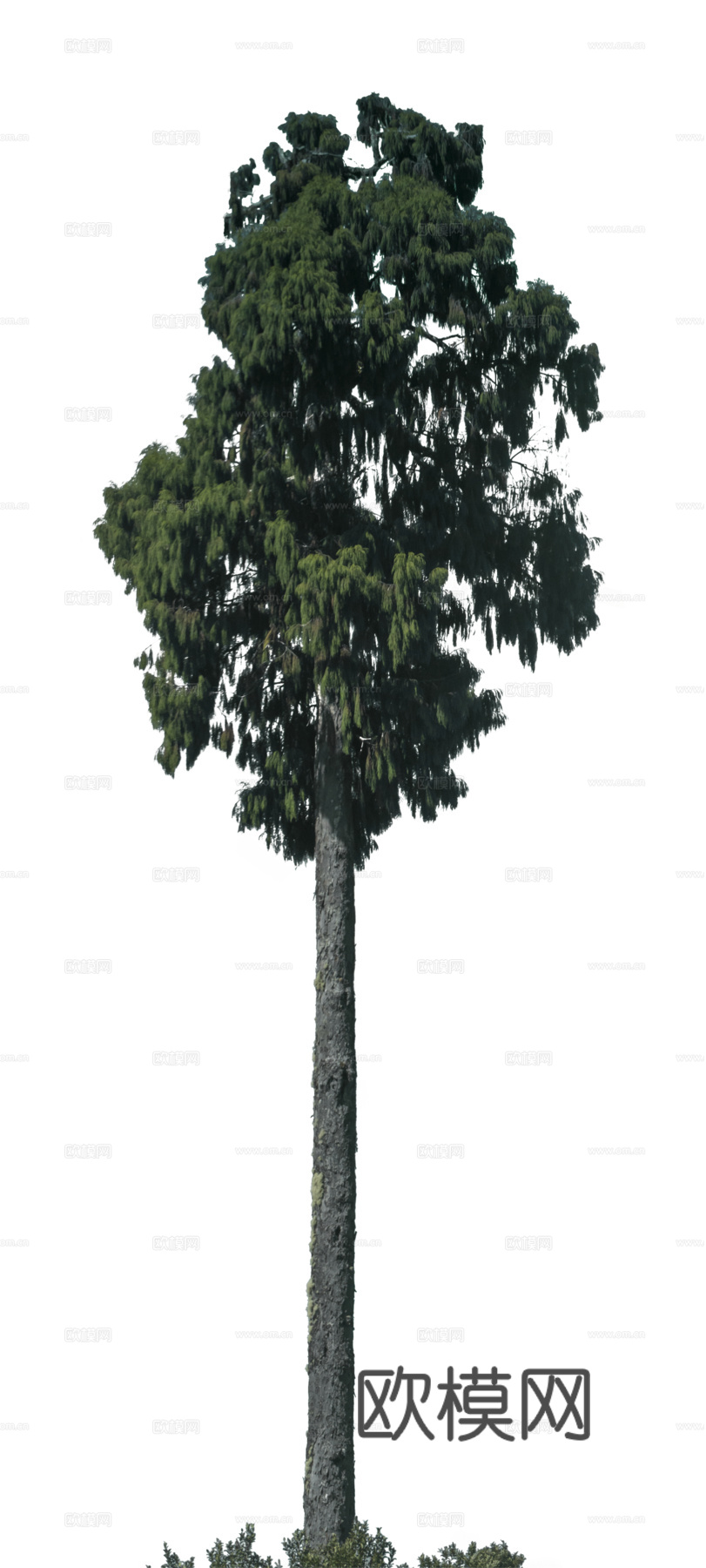 现代植物树PNG免抠下载