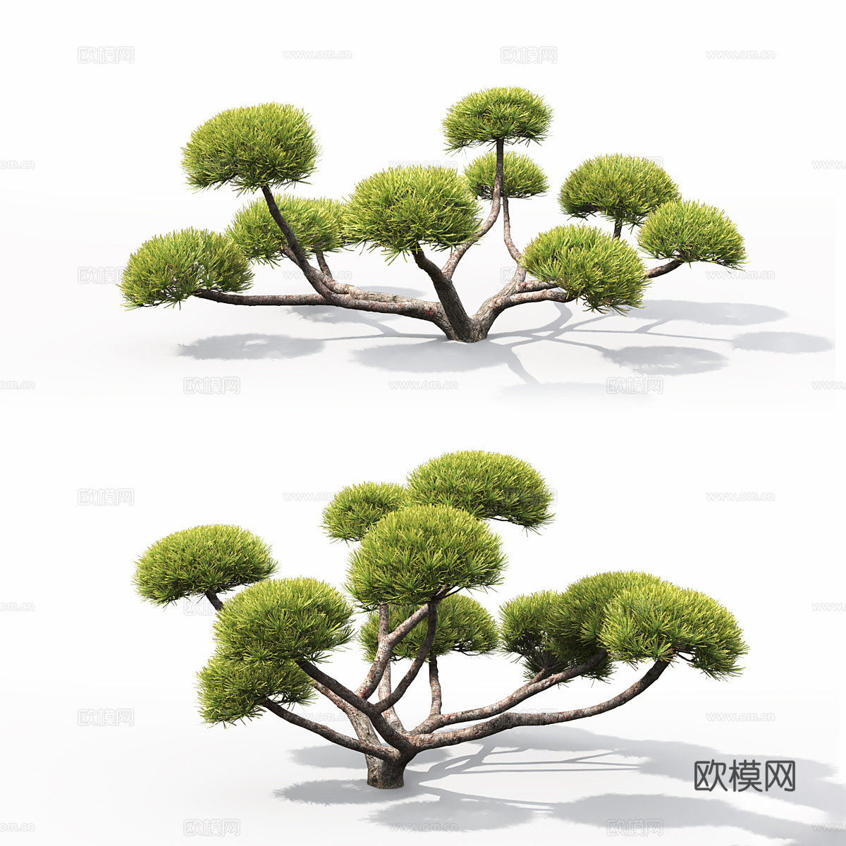 Pinus Nivaki 松树 盆景3d模型下载（渲染图3）