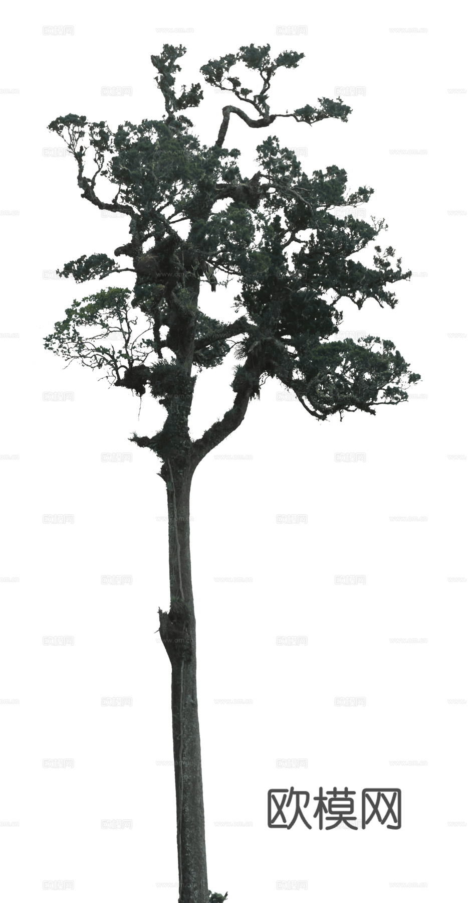 现代植物树PNG免抠下载