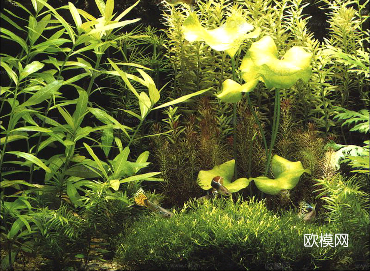 玻璃鱼缸 水族鱼缸水草 养鱼缸下载