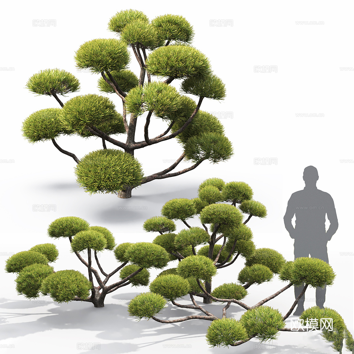 Pinus Nivaki 松树 盆景3d模型下载（渲染图1）