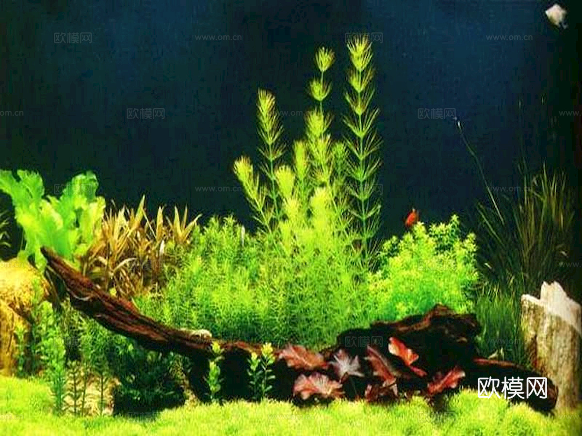 玻璃鱼缸 水族鱼缸水草 养鱼缸下载