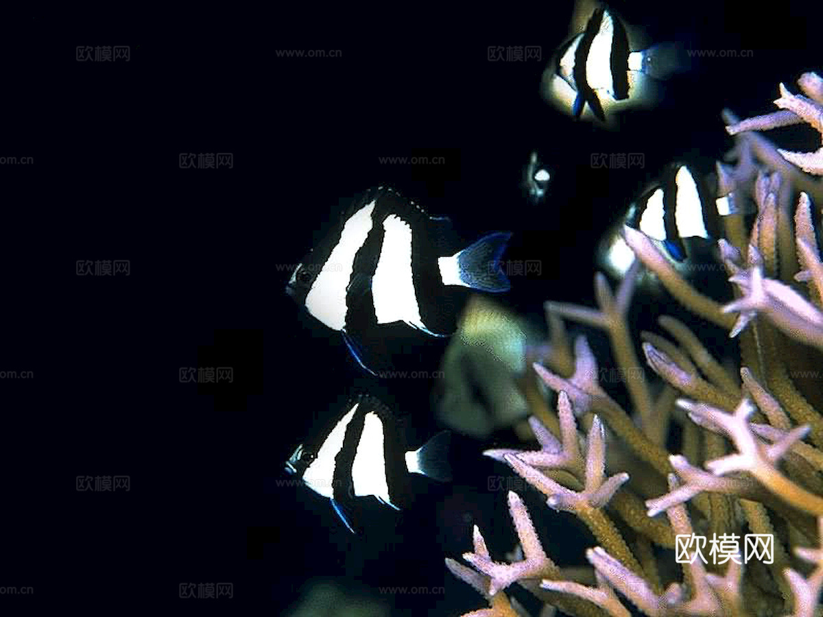 玻璃鱼缸 水族鱼缸水草 养鱼缸下载