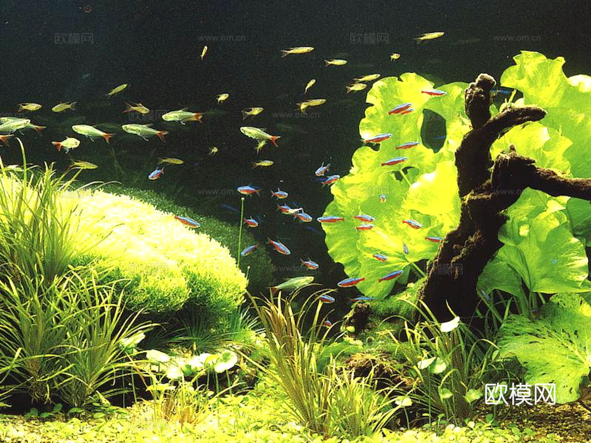 玻璃鱼缸 水族鱼缸水草 养鱼缸下载