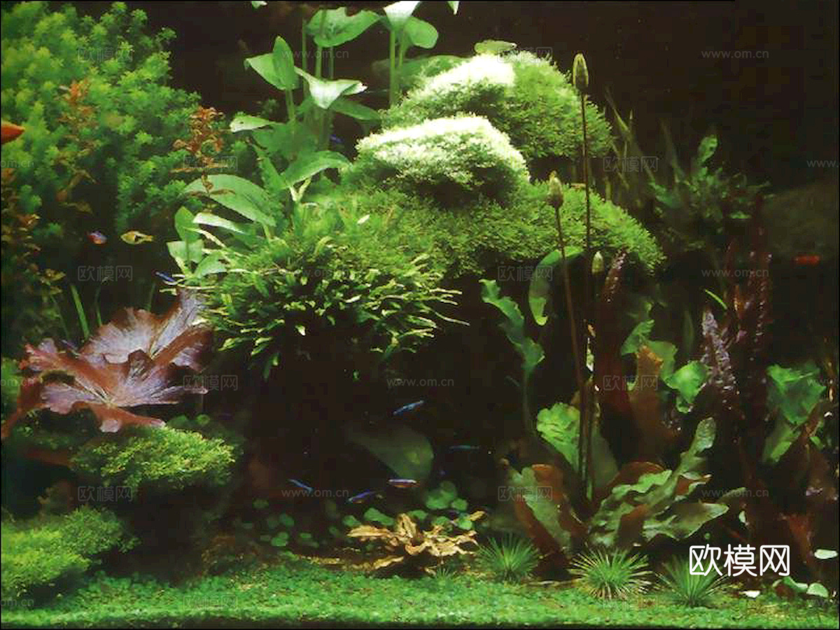 玻璃鱼缸 水族鱼缸水草 养鱼缸下载