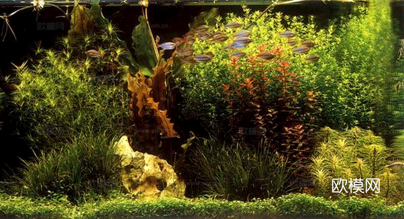 玻璃鱼缸 水族鱼缸水草 养鱼缸下载