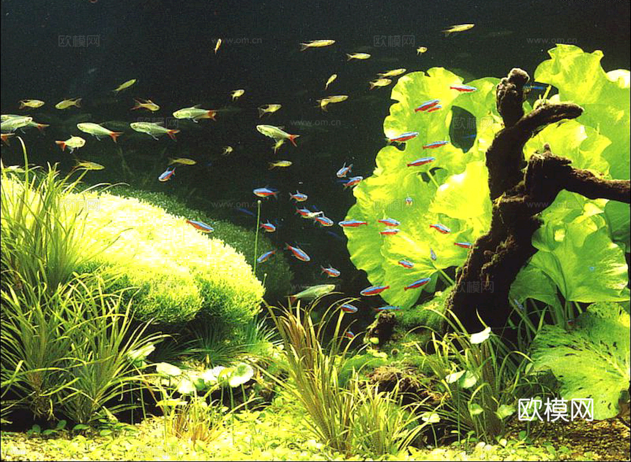 玻璃鱼缸 水族鱼缸水草 养鱼缸下载