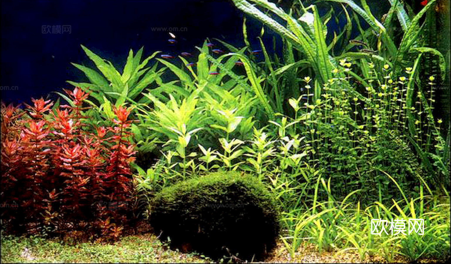 玻璃鱼缸 水族鱼缸水草 养鱼缸下载