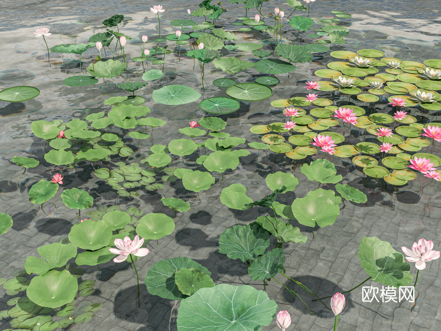 荷花 睡莲 荷叶 水生植物 莲花 景观植物 莲叶 莲蓬 水草3d模型下载