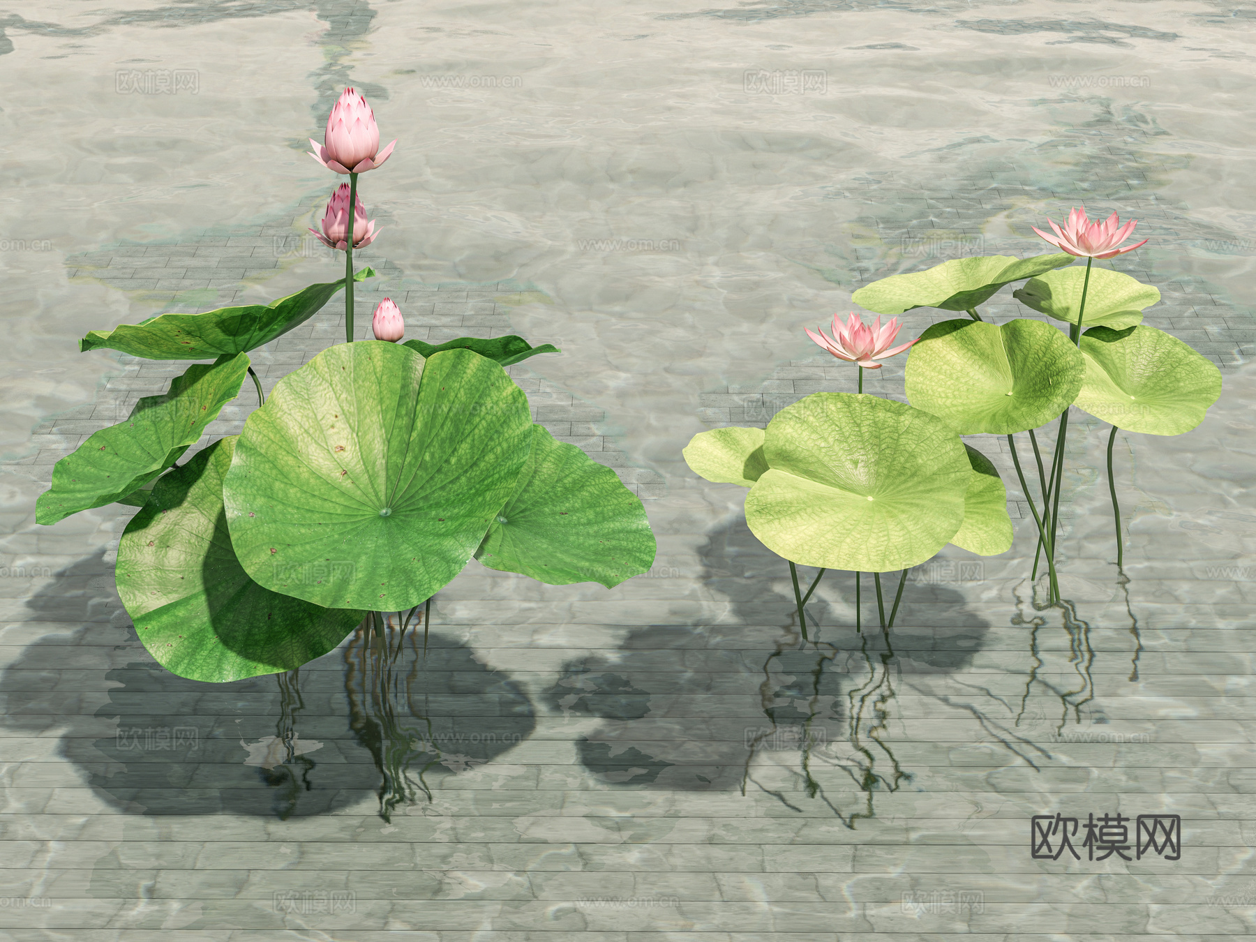 荷花 睡莲 荷叶 水生植物 莲花 景观植物 莲叶 莲蓬 水草3d模型下载