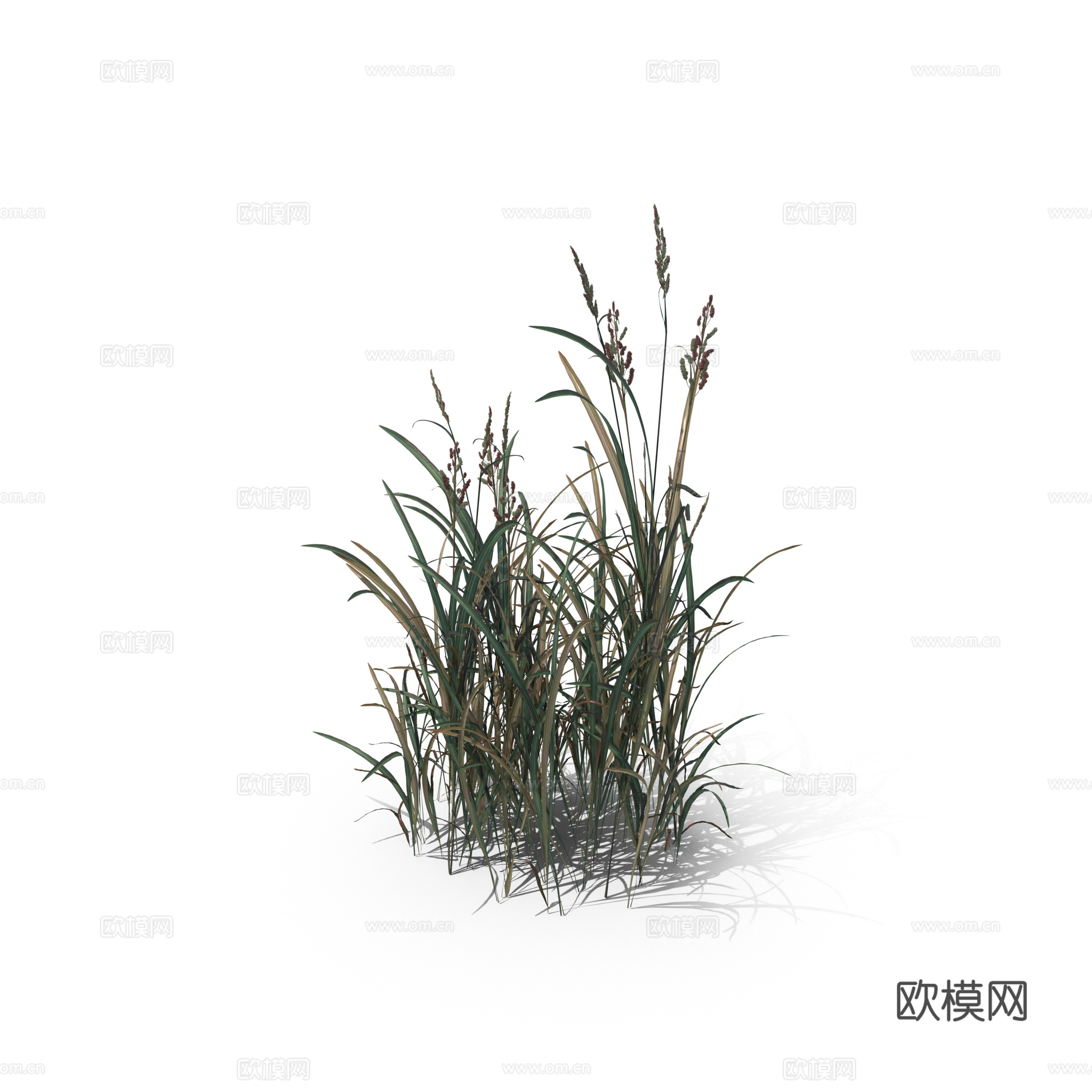 现代花草植物PNG免抠