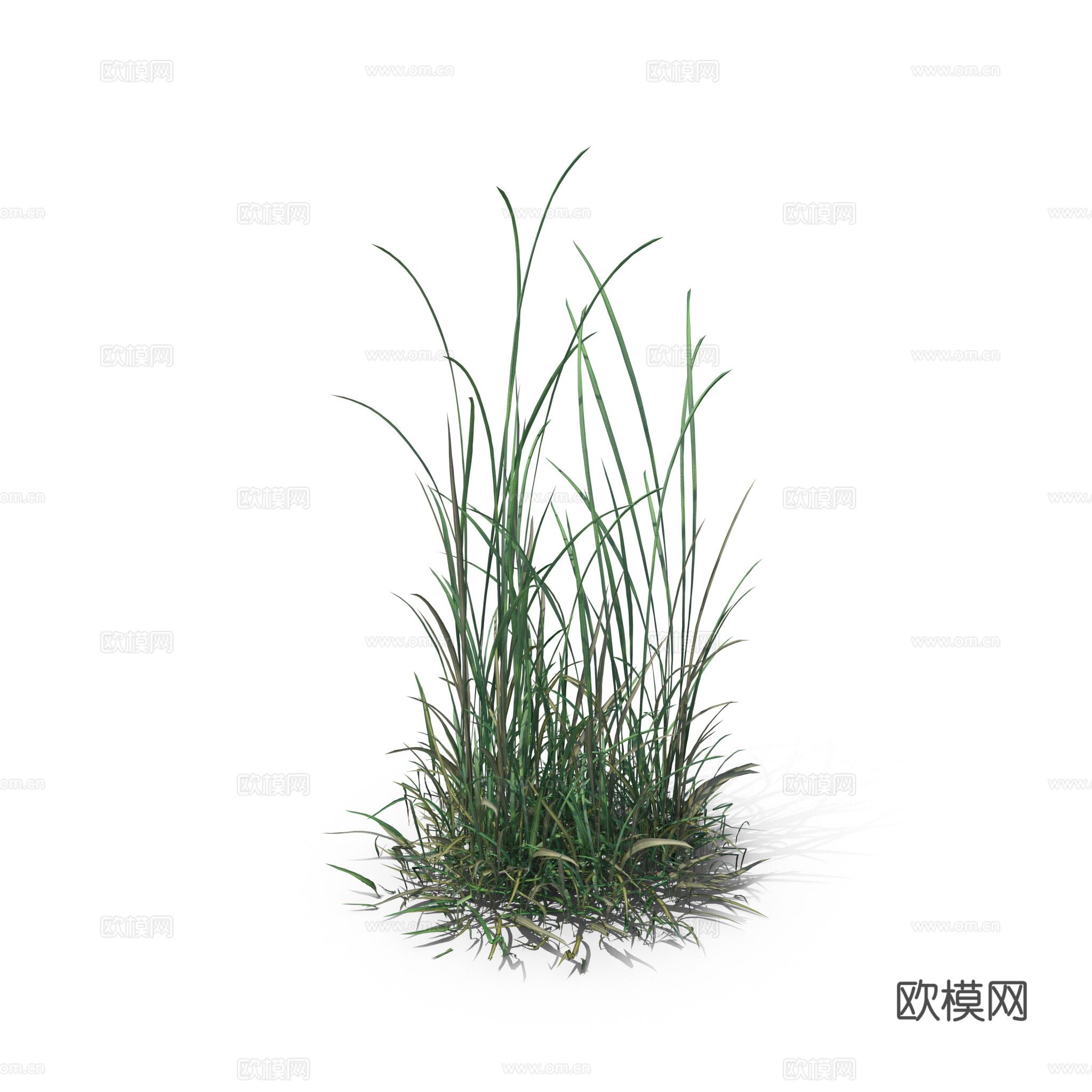 现代花草植物PNG免抠