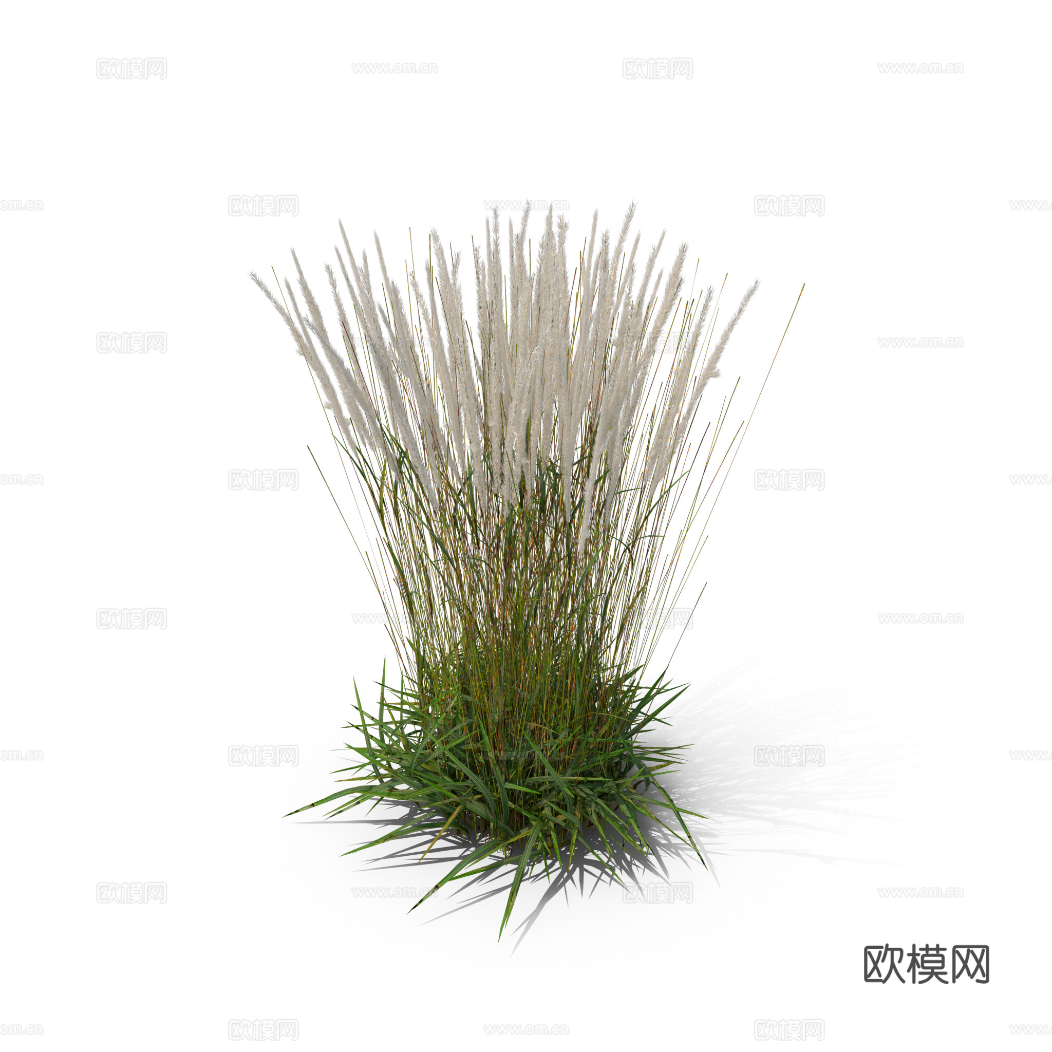 现代花草植物PNG免抠