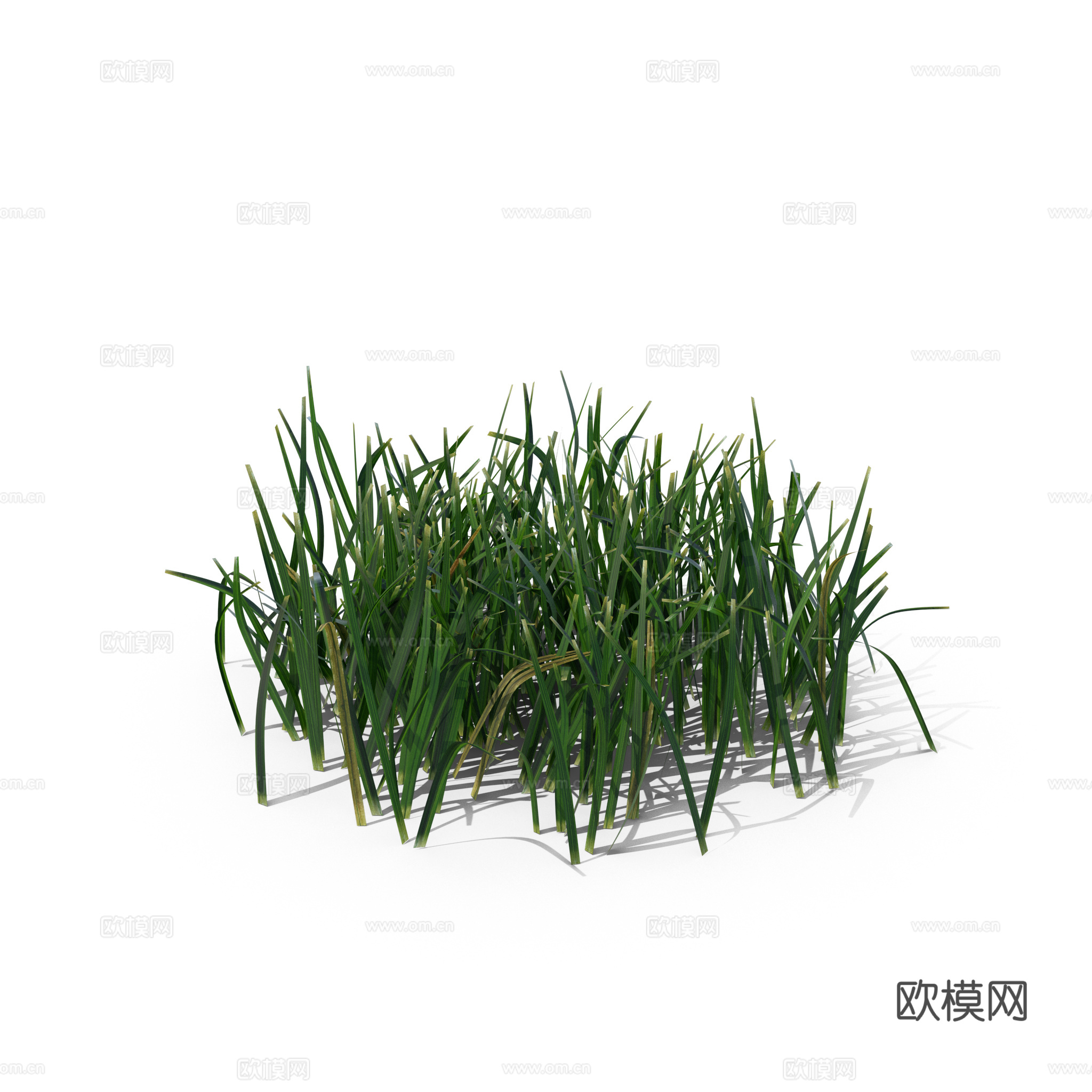 现代花草植物PNG免抠