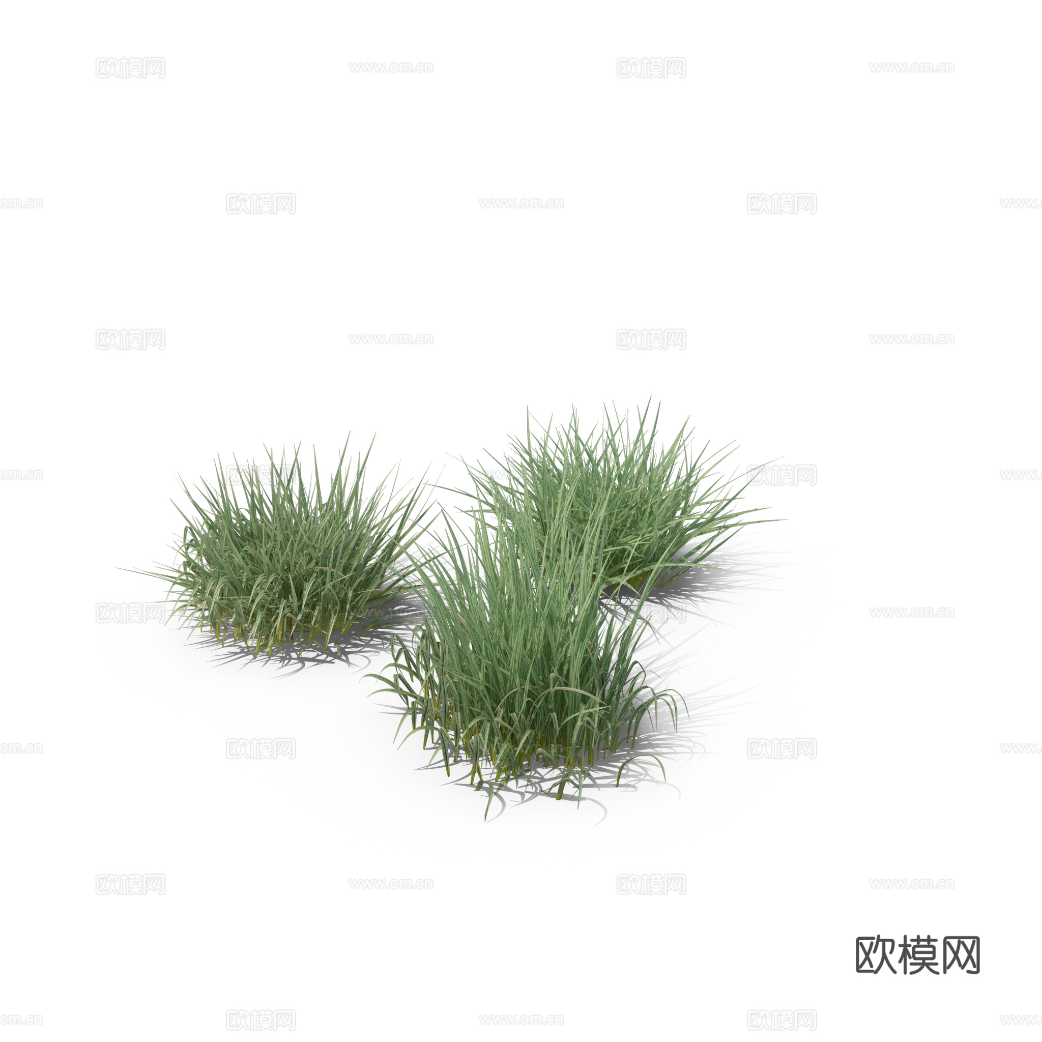 现代花草植物PNG免抠