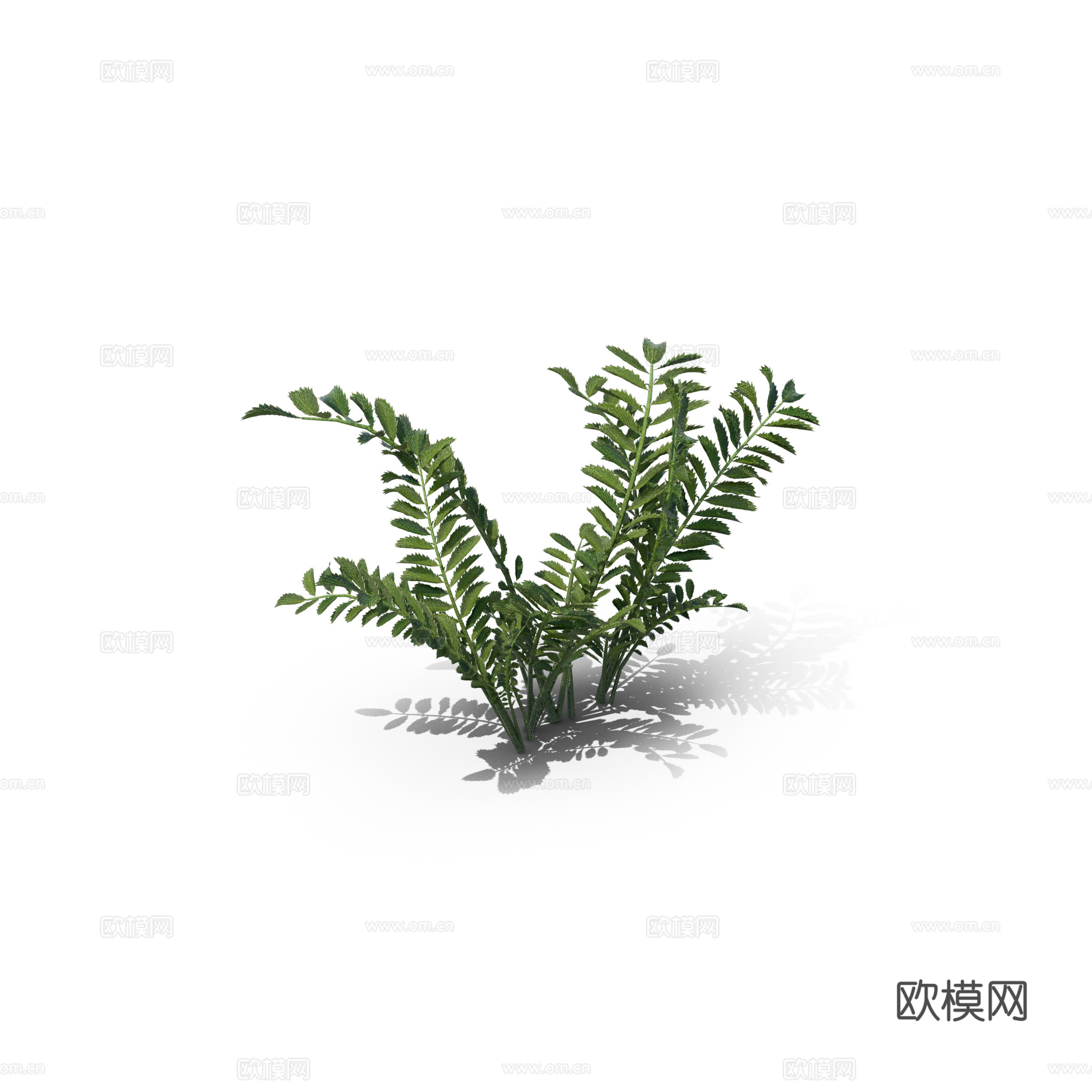 现代花草植物PNG免抠