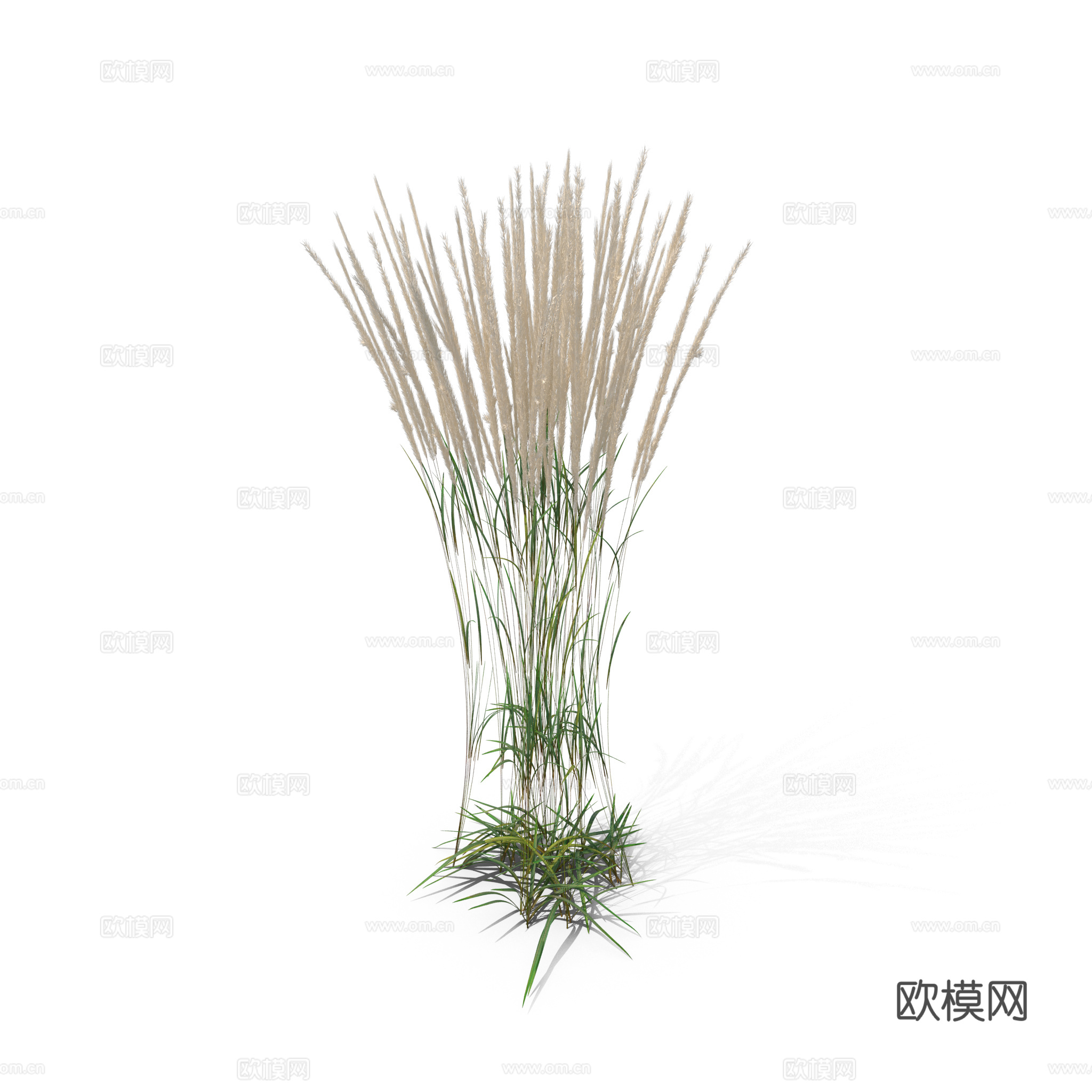 现代花草植物PNG免抠