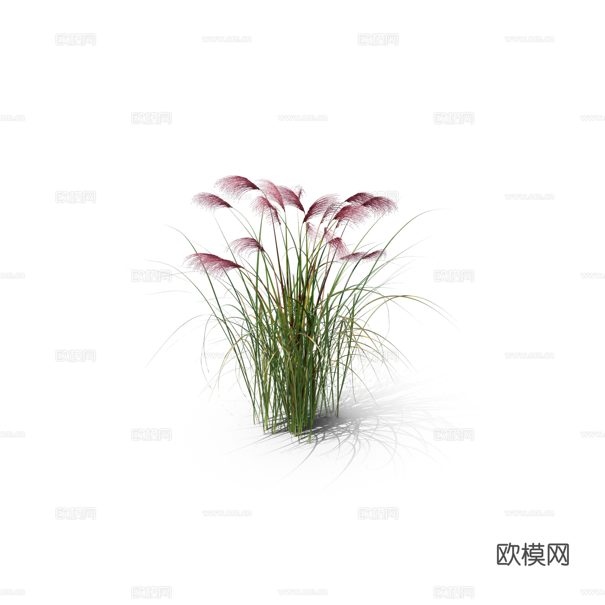 现代花草植物PNG免抠