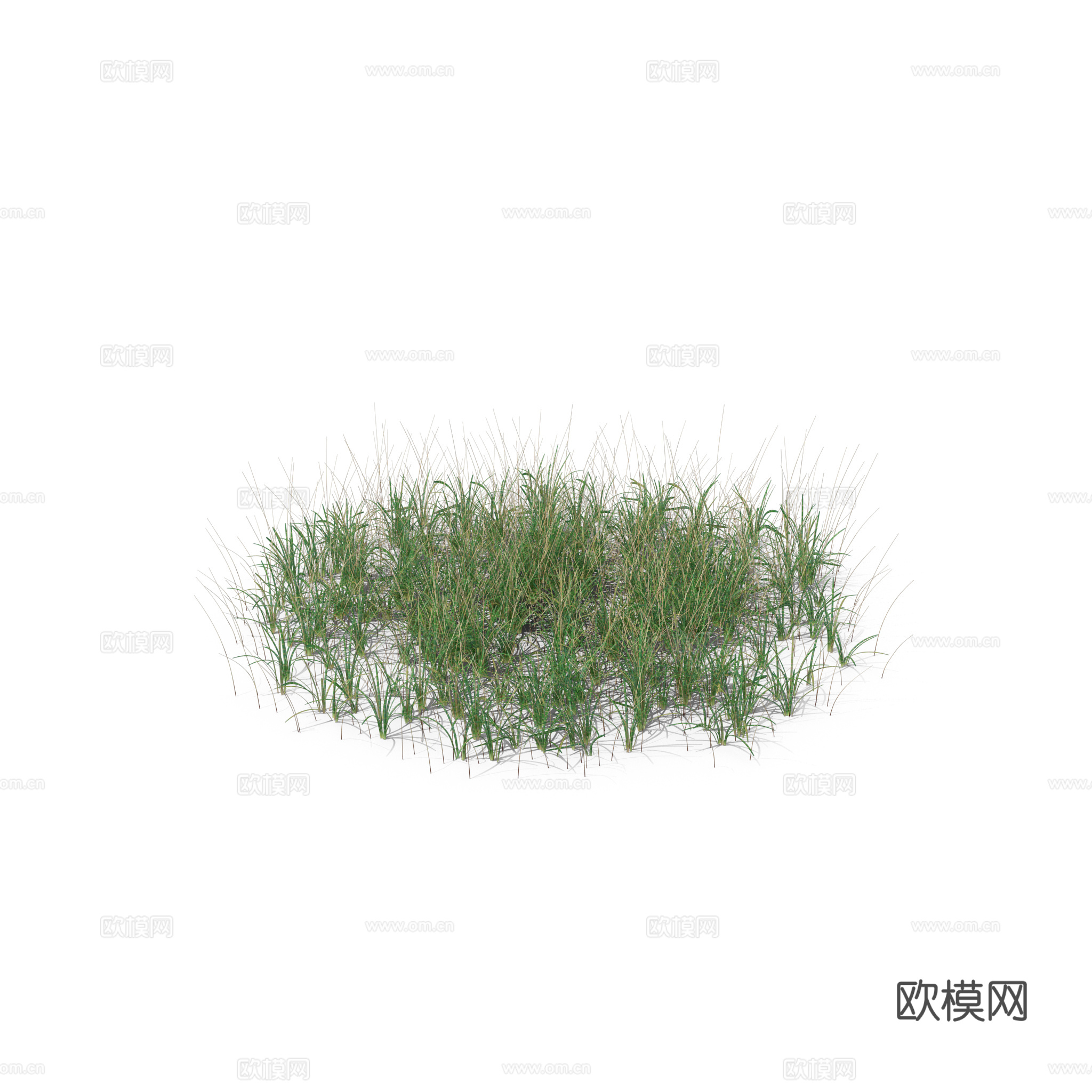 现代花草植物PNG免抠