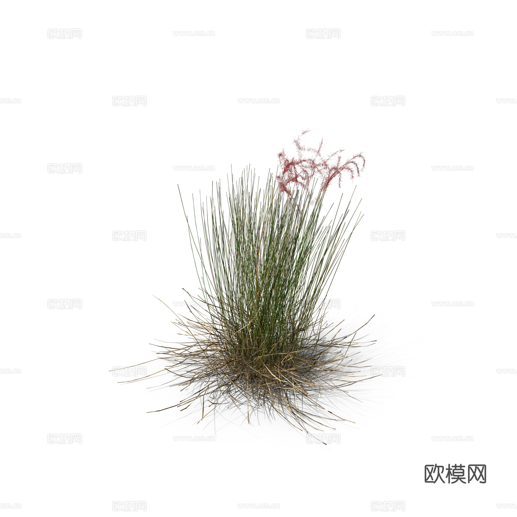 现代花草植物PNG免抠