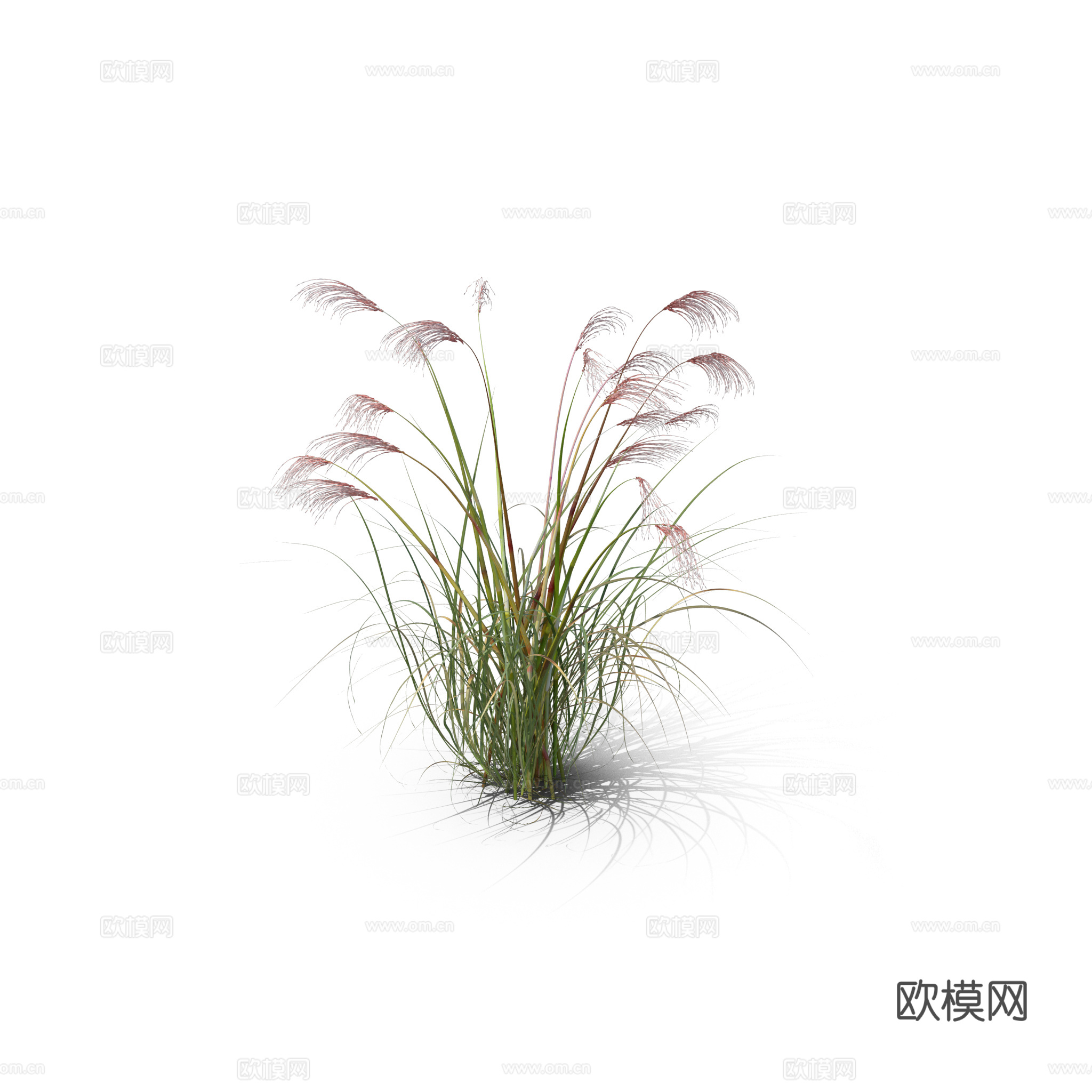 现代花草植物PNG免抠下载