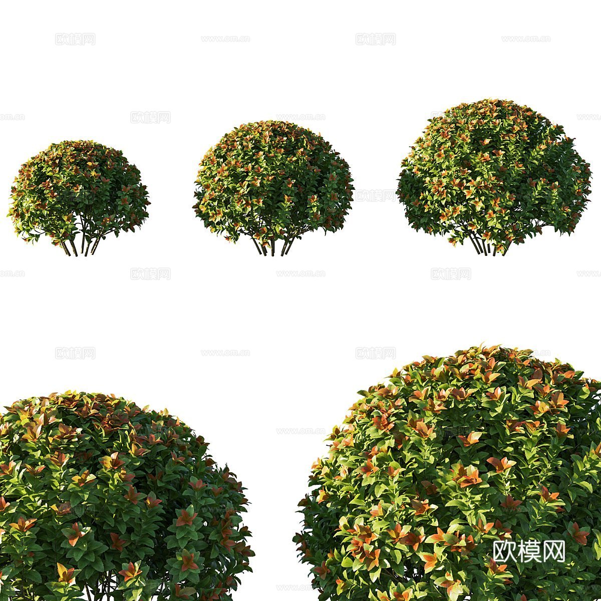 绣线菊灌木丛3d模型下载